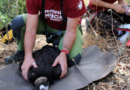 SERTOXMUR investiga con el Hawk Mountain Sanctuary la presencia de contaminantes en la sangre de buitres negros de Portugal